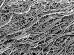 Scanning electron microscopy of decellularised MC3T3-derived collagen