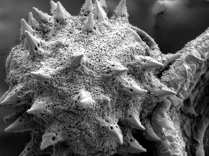 Scanning electron microscopy of a pollen grain in honey